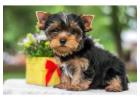 Very Friendly Teacup Yorkie Puppies ready to go