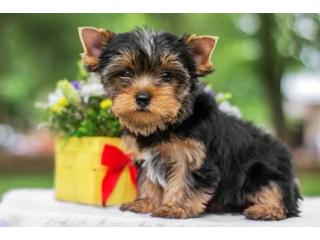 Very Friendly Teacup Yorkie Puppies ready to go