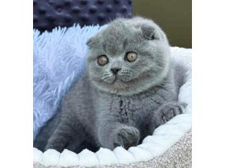 Charmante Scottish Fold Katzen – Züchter direkt, geprüfte Gesundheit
