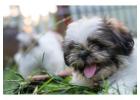 Shih Tzu Puppies For Sale In Delhi