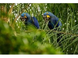 Best Chuncho Macaw Clay Lick Tour in Peru | Full-Day Jungle Adventure