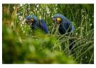 Best Chuncho Macaw Clay Lick Tour in Peru | Full-Day Jungle Adventure
