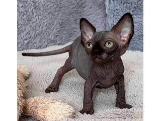 Sphynx-Kätzchen zu verkaufen – Einzigartig & voller Zuneigung