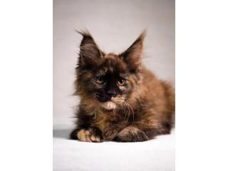Maine Coon Kittens For Sale Near Wisconsin - Loving Cats with Gentle Personalities