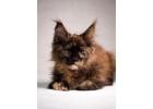Maine Coon Kittens For Sale Near Wisconsin - Loving Cats with Gentle Personalities