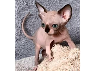 Sphynx-Kätzchen kaufen – Reinrassig, gesund & voller Persönlichkeit