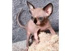 Sphynx-Kätzchen kaufen – Reinrassig, gesund & voller Persönlichkeit