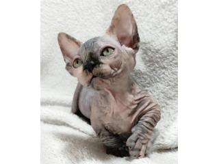 Außergewöhnliche Sphynx Katzen – Züchter direkt, geprüfte Gesundheit
