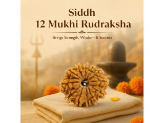 12 Mukhi Rudraksha