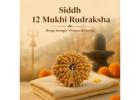 12 Mukhi Rudraksha