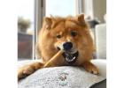 Chomper Bags for Puppies and Dogs