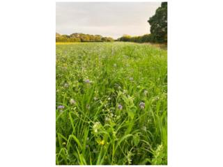 Biodiverse Farm in West Sussex