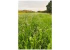 Biodiverse Farm in West Sussex