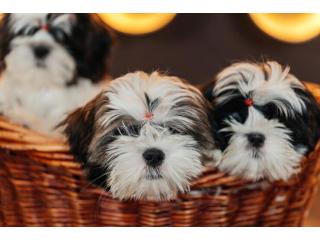 Shih Tzu Puppies For Sale In Mumbai