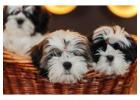 Shih Tzu Puppies For Sale In Mumbai