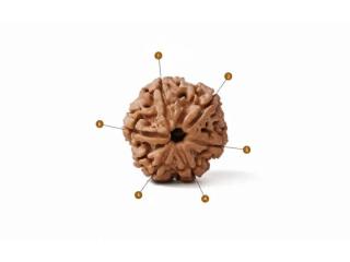 Buy Original 6 Mukhi Rudraksha Online at Best Price