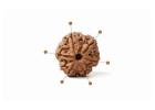  Buy Original 6 Mukhi Rudraksha Online at Best Price 