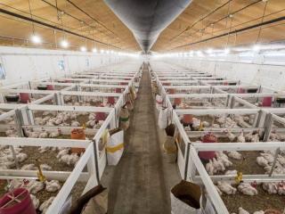 Duramax poultry wall panels are available at factory-direct prices