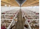 Duramax poultry wall panels are available at factory-direct prices