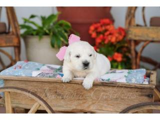 White Golden Retriever Puppies Indiana - Healthy, Family-Raised Companions