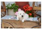 White Golden Retriever Puppies Indiana - Healthy, Family-Raised Companions 