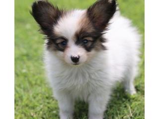 Beautiful Pure Breed Papillon Puppies For New Home