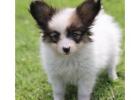 Beautiful  Pure Breed Papillon Puppies  For New Home 