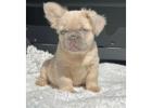 Adorable Fluffy Frenchies Looking for New Homes 