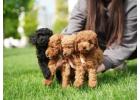 Poodle Puppies for Sale in Bangalore