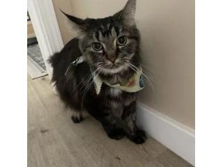 Cat Grooming Burbank CA: Gentle Grooming for Healthier Cats