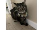 Cat Grooming Burbank CA: Gentle Grooming for Healthier Cats