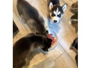 playful siberian husky puppies