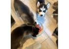 playful siberian husky puppies