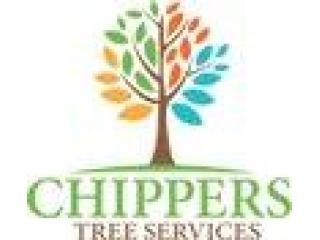 What Happens During a Professional Tree Removal Service?