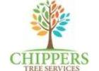 What Happens During a Professional Tree Removal Service?