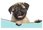 Affordable Los Angeles Pet Sitter – West Coast Paws