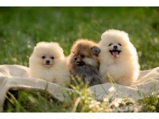 Pomeranian puppies for sale in Hyderabad