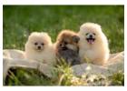 Pomeranian puppies for sale in Hyderabad
