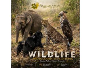 Wildlife Photography Tour in India – Perfect for Nature Lovers