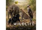 Wildlife Photography Tour in India – Perfect for Nature Lovers 