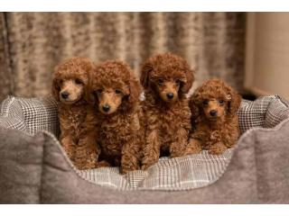 Poodle Puppies for Sale in Pune