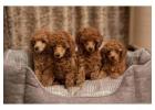 Poodle Puppies for Sale in Pune
