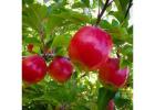 Pink Lady Apple Tree for Low Maintenance Gardens and Fresh Apple Harvests