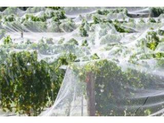 Protect Every Harvest With Reliable Crop Protection Netting