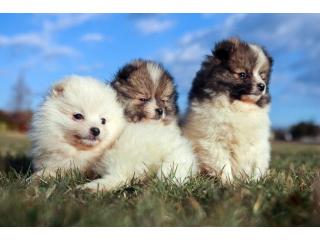 Pomeranian Puppies for Sale in Chennai