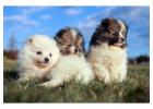Pomeranian Puppies for Sale in Chennai