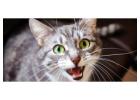 Get Trusted Veterinary Help for Cat Aggression Behaviour