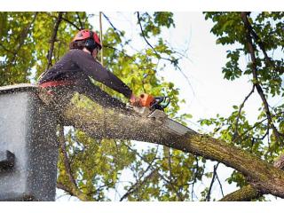 Safe, Fast & Professional Tree Removal Services Across Sydney