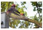 Safe, Fast & Professional Tree Removal Services Across Sydney