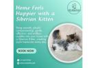 Siberian Kitten in Bangalore